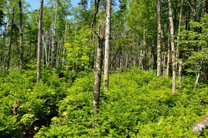 Draft Forest Management Guide Open for Public Consultation