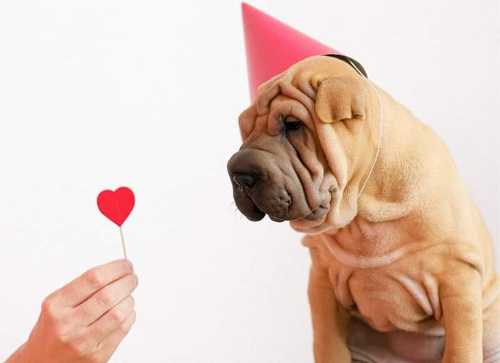 This Valentine’s Day give a homeless pet a treat