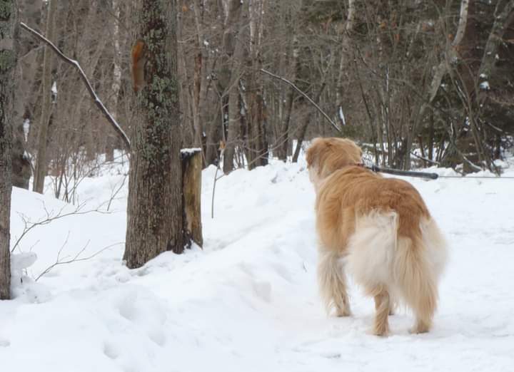 Police remind citizens to look out for their furry friends