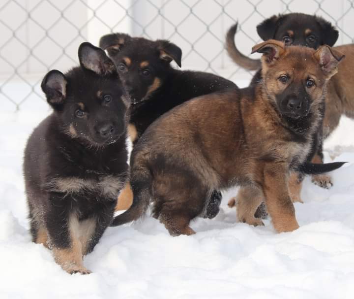 Name the Puppy Contest 2021: Help RCMP name the puppies that will become Canada’s future RCMP Police Dogs