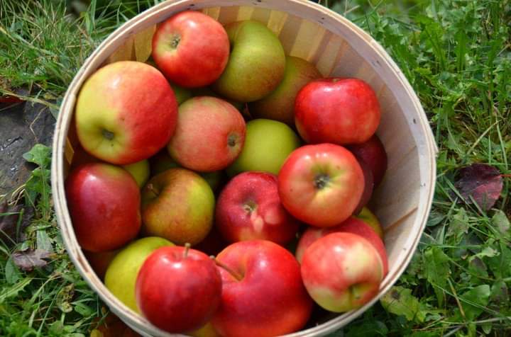 Students Learn about Growing Food Locally
