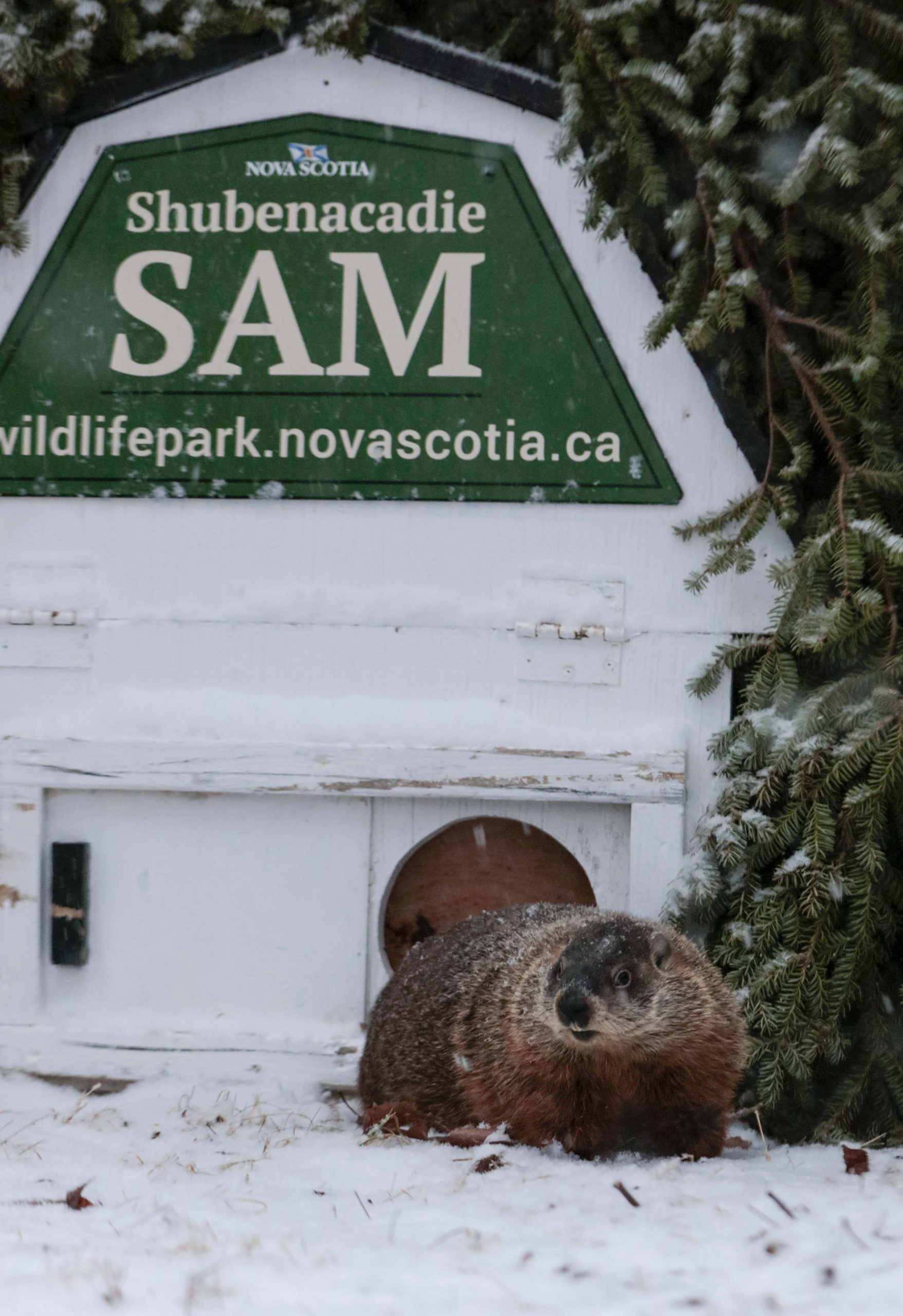 (Photos) Shubenacadie Sam predicts early spring