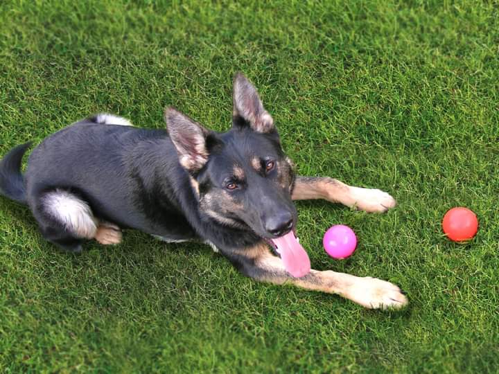 NS SPCA: The Bodj von Grundfeld® Scholarship