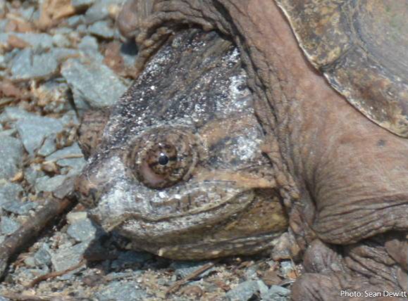 Nova Scotia Turtles