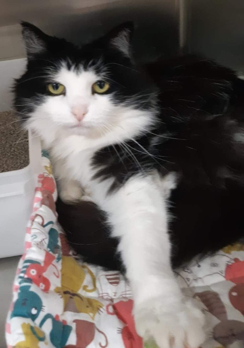 Bide Awhile Featured Adoptable