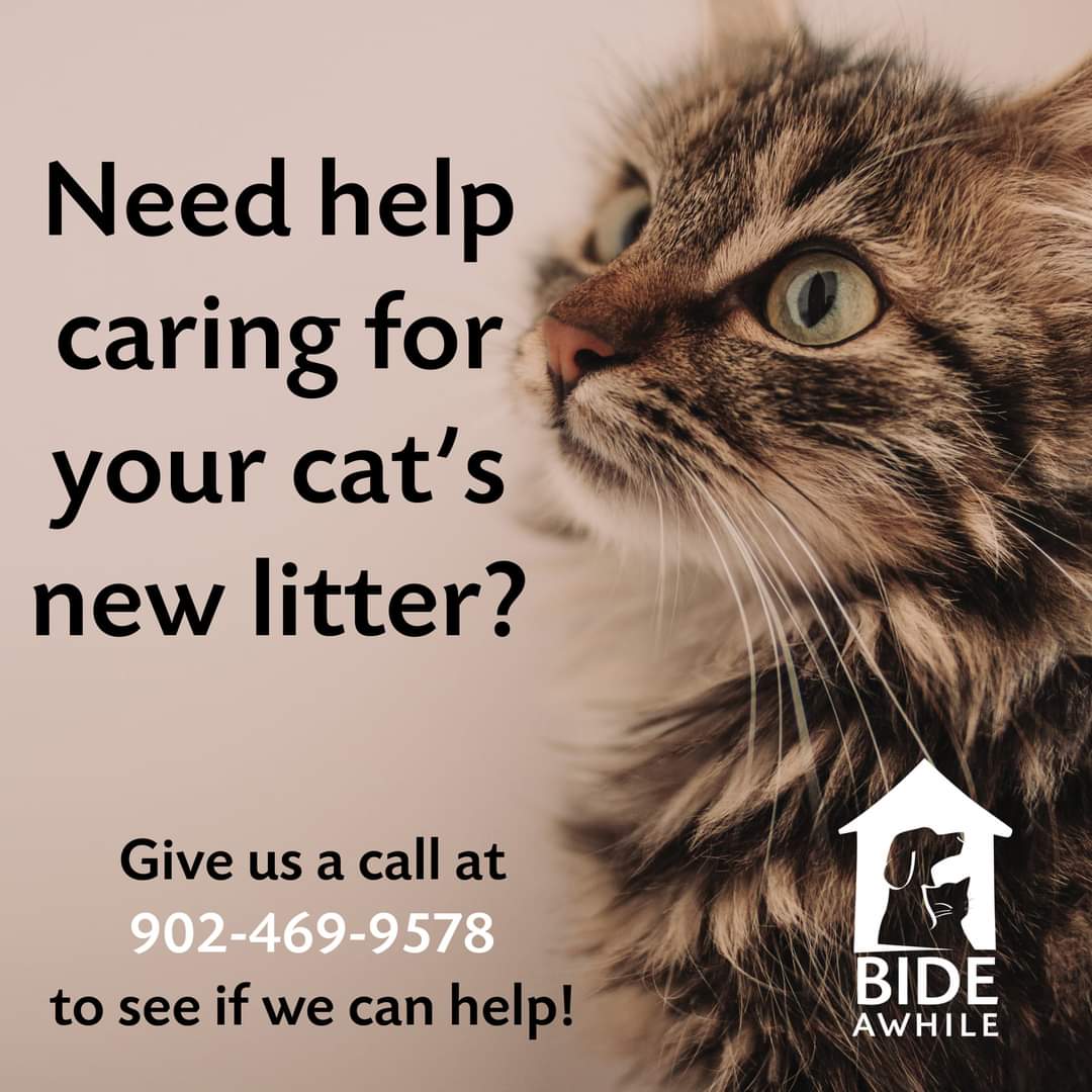 Have you heard about Bide Awhile's mother/kitten program?