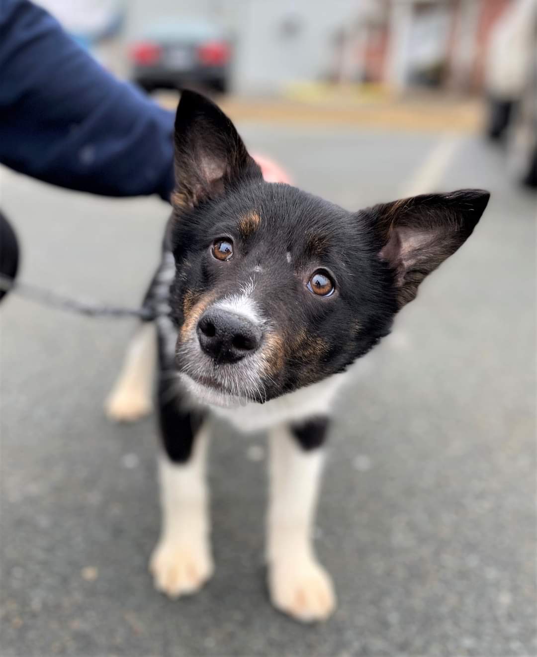 77 dogs and puppies are receiving urgent care and desperately need your help!