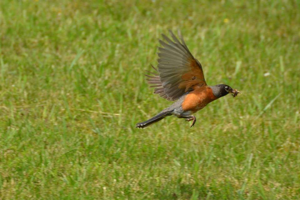 Spring songbird migration changes
