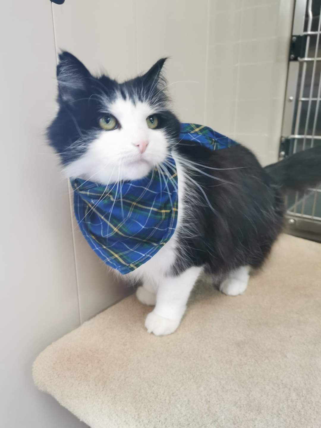 Bide Awhile : Muffy can't quite understand why she hasn't found her forever home yet, and neither can we!