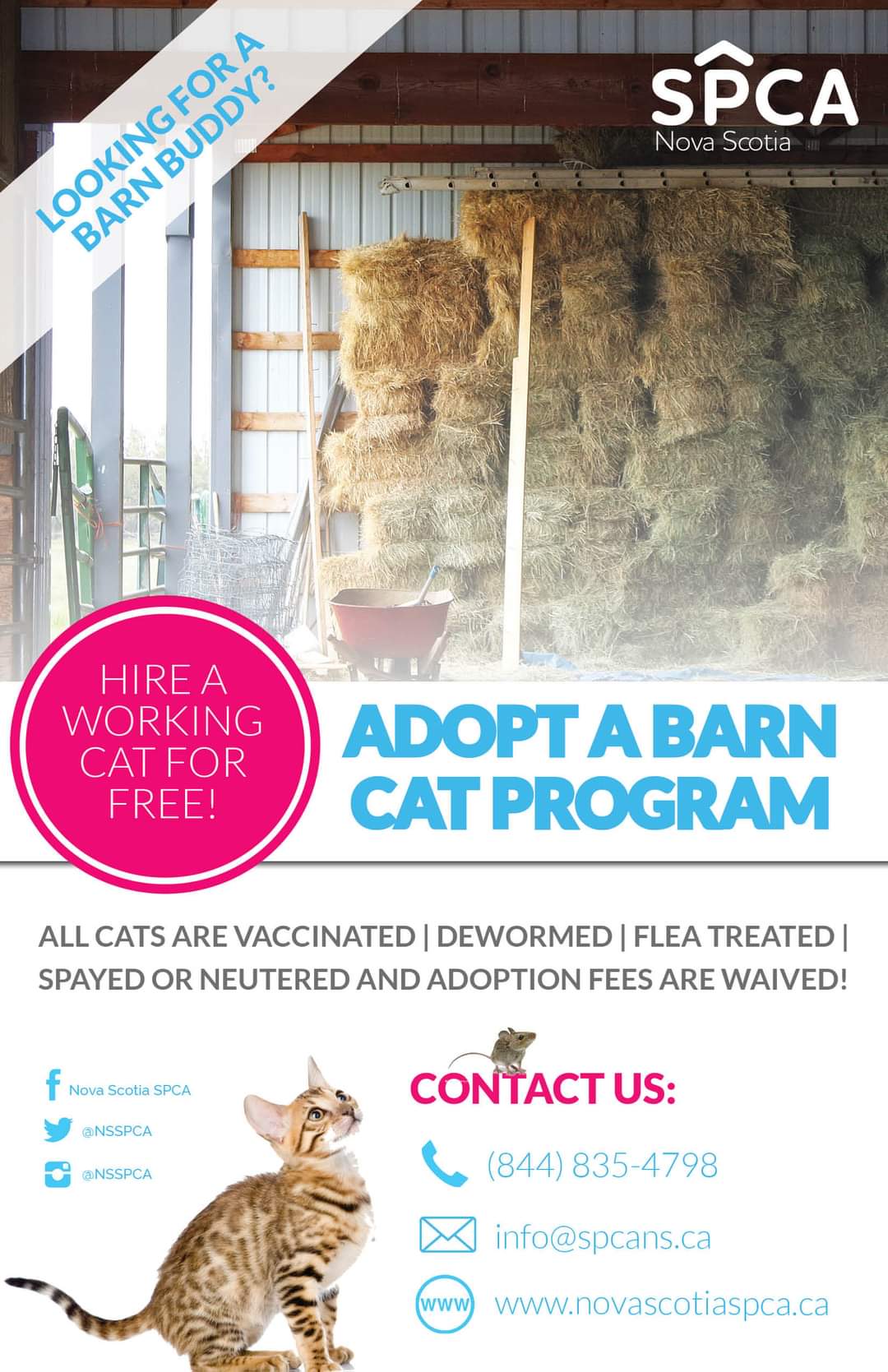 Are you or someone you know looking for a working cat?
