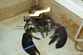 CBSA and CFIA lay charges following joint investigation into seafood plant