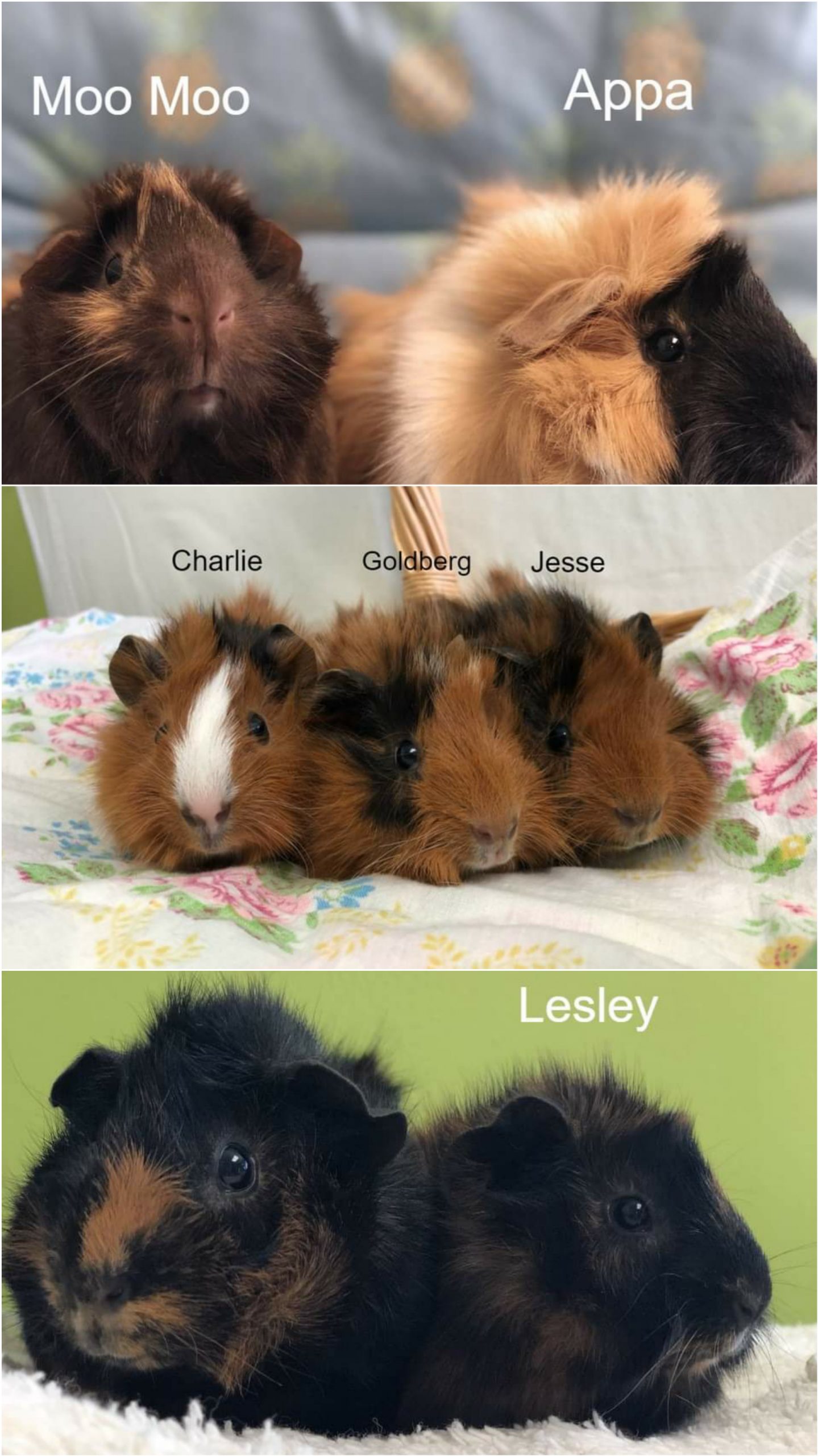 The Dartmouth SPCA currently has 3 sets of bonded guinea pigs seeking their furever homes