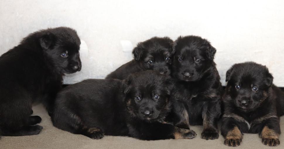 RCMP Name the Puppy 2021: Announcing the winners