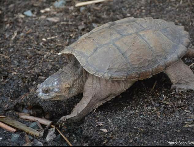 World Turtle Day History