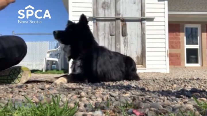 NS SPCA - We are happy to share that 27 of the 77 dogs have found loving, forever families