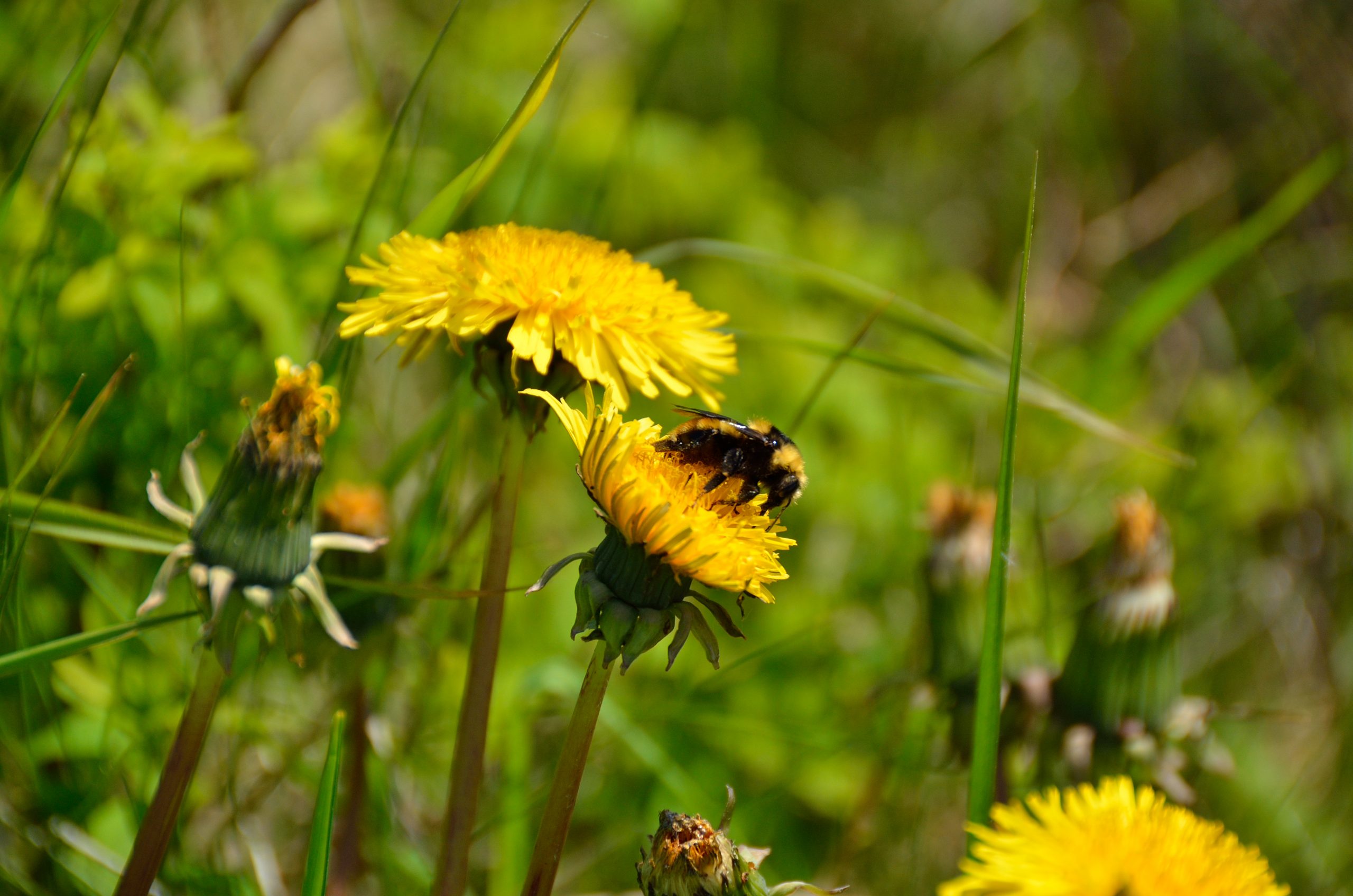 Today is World Bee Day