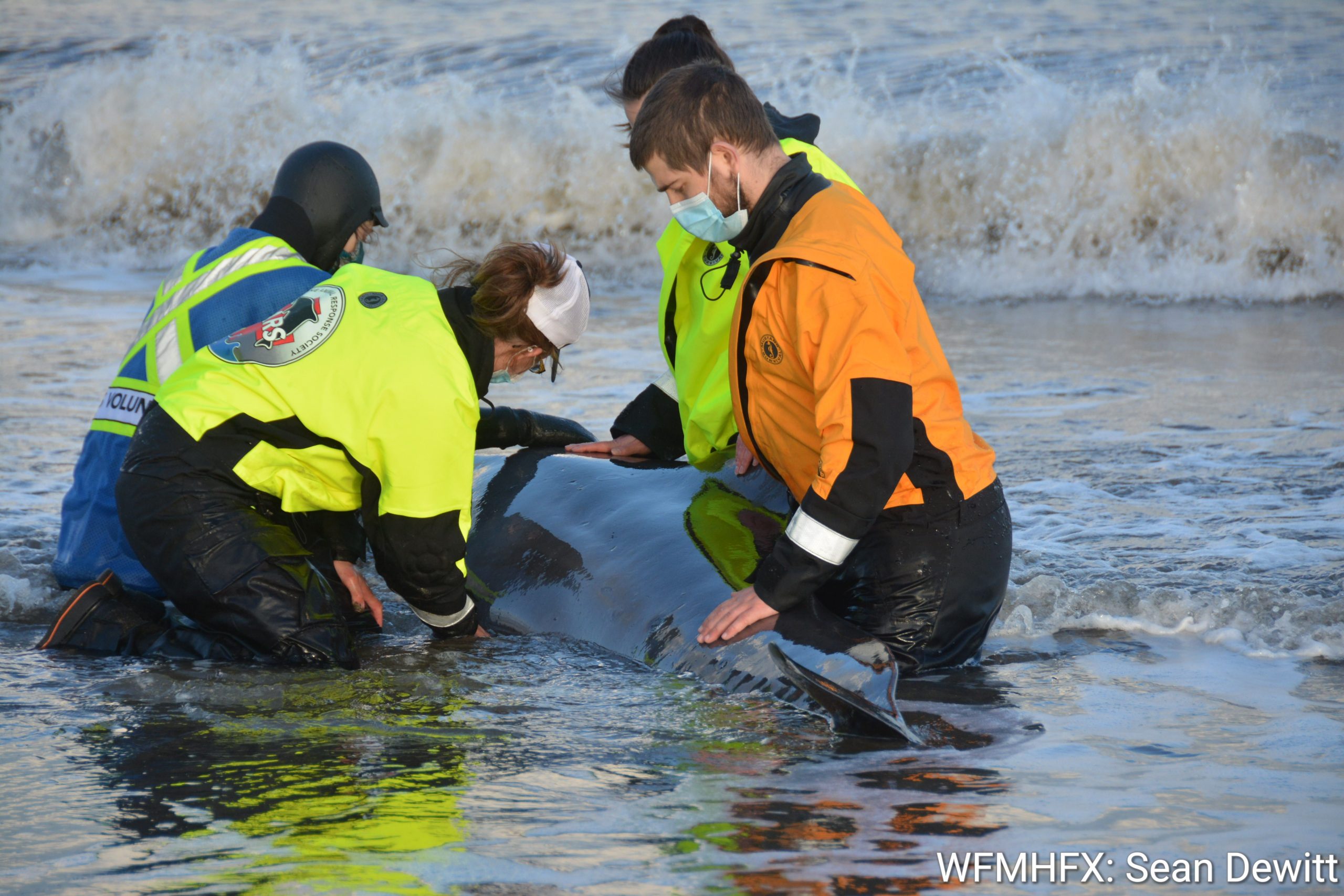 Outcome of the pilot whale stranding / death last weekend.