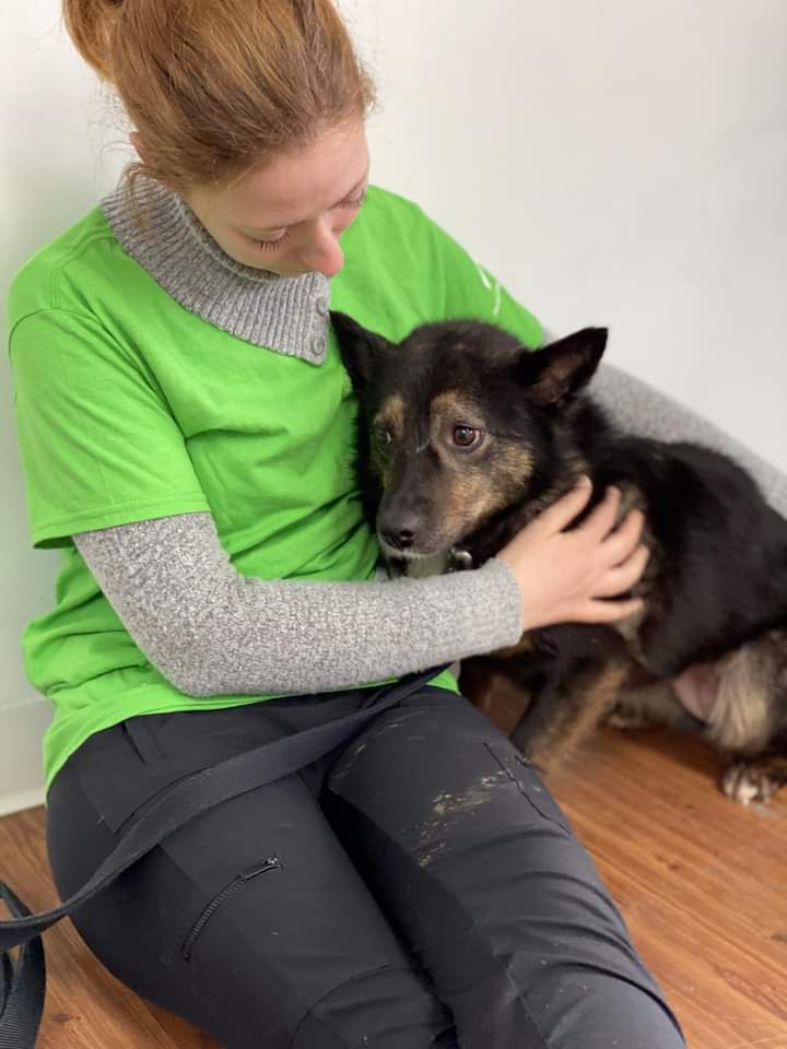 NS SPCA - Update on the 77 dogs and pups