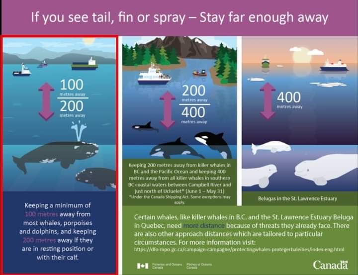 Many cetacean species are currently on the move, with some returning to the rich waters around the Maritimes