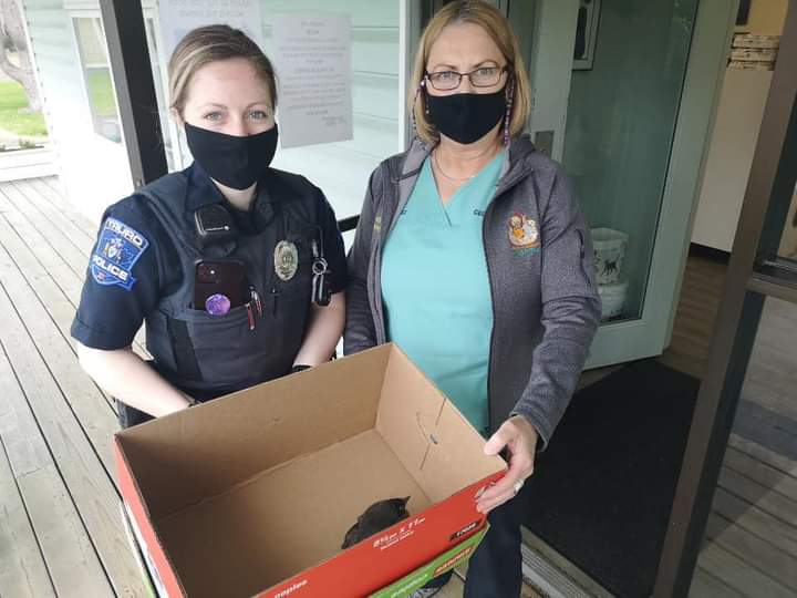 While out on beat patrol, Officers came in contact with a bird in front of the Police Station that appeared to be injured.