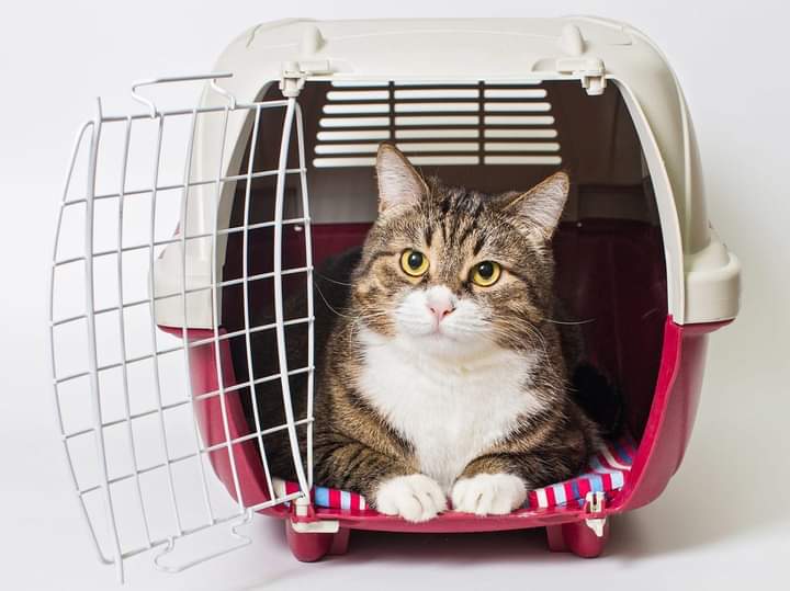 NS SPCA - Donations of Cat Carriers needed