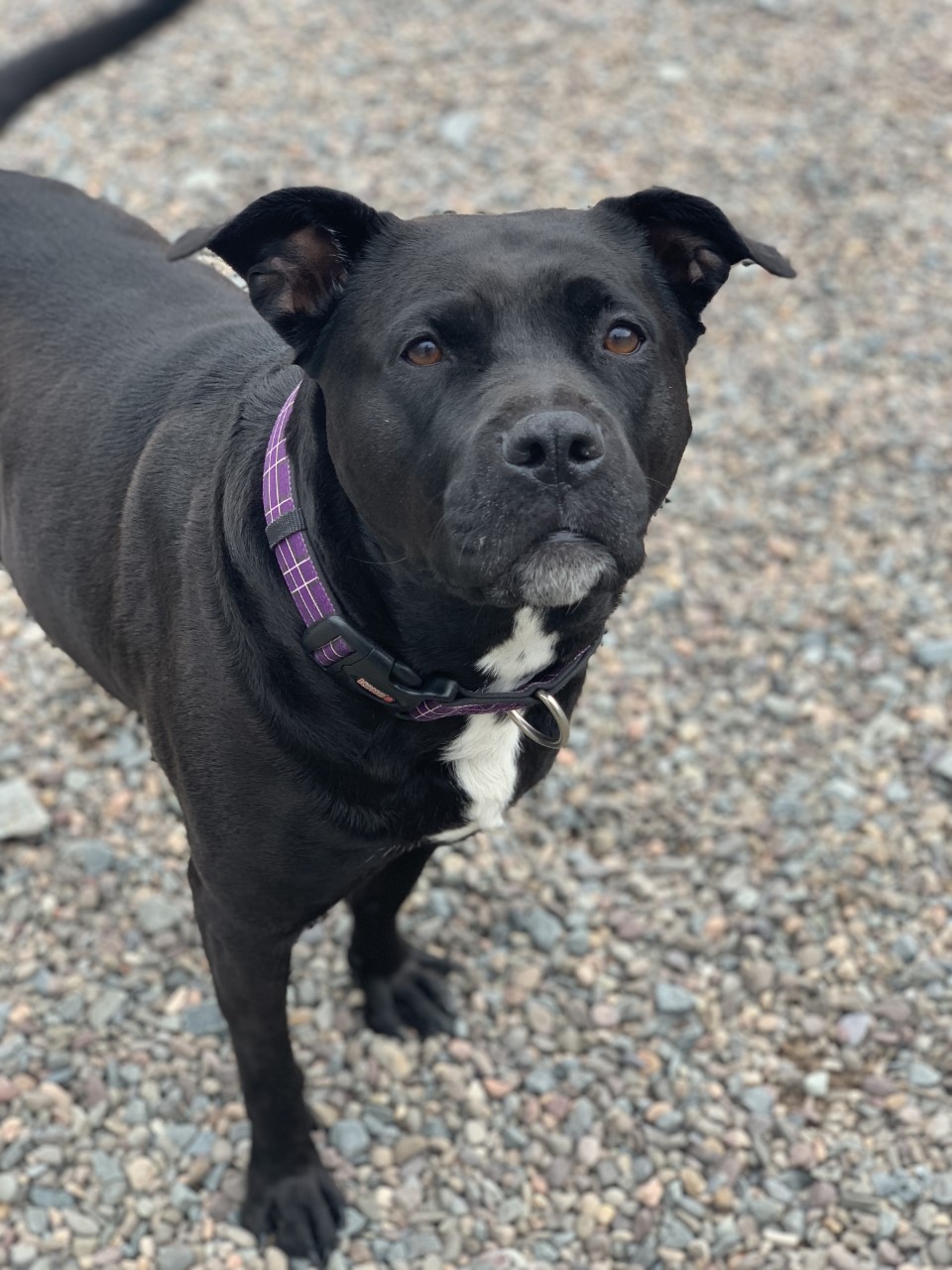 NS SPCA Adoptable Highlight - Keeta