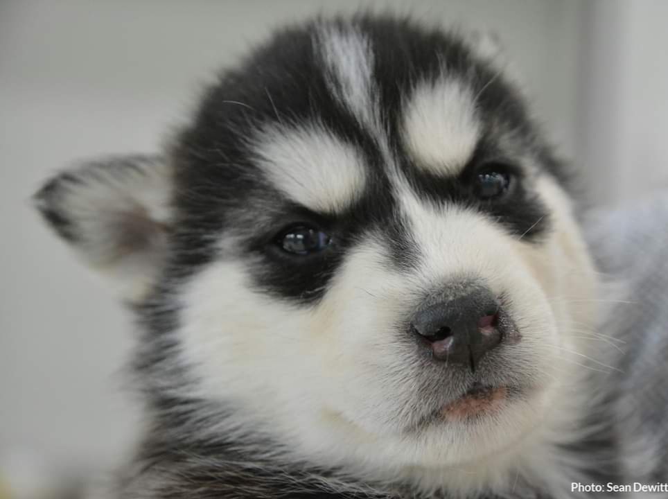 Each year, hundreds of dogs are picked up by Animal Services. A Halifax Regional Municipality dog license tag makes it easier to find the owner of a dog