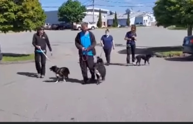 NS SPCA Update on 77 Rescued Dogs