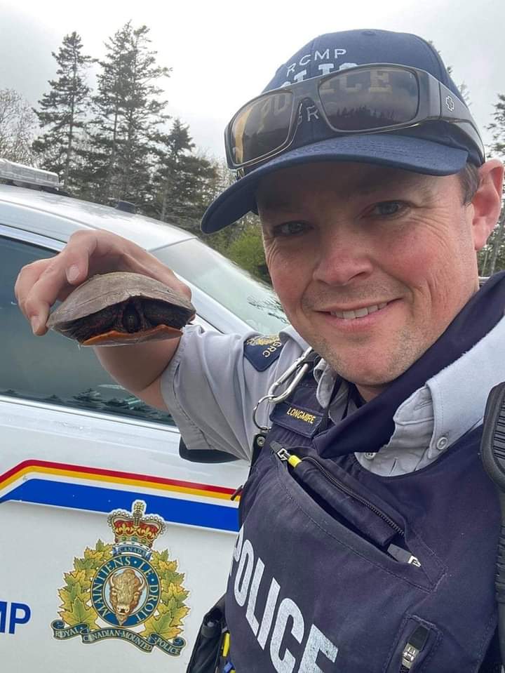 Why did the turtle cross the road? We don’t know but he made it safely to the other side thanks to a member with Yarmouth Municipal RCMP