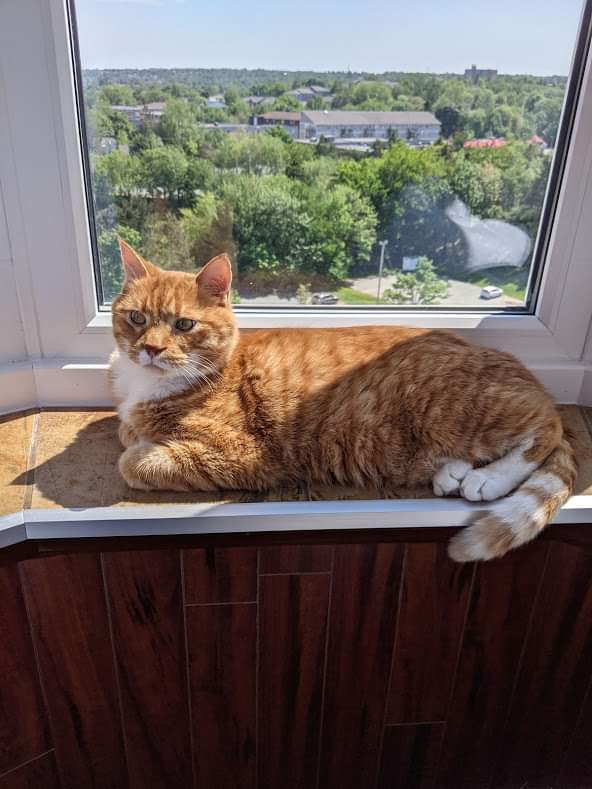 Bide Awhile - We are looking for a long term foster home for Newt who is diabetic