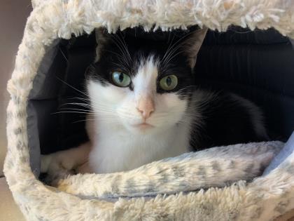 NS SPCA Adoptable Highlight - Kira