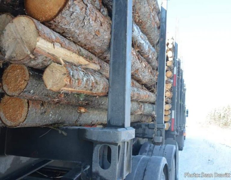 Province Releases Key Guides as Part of Ecological Forestry Implementation