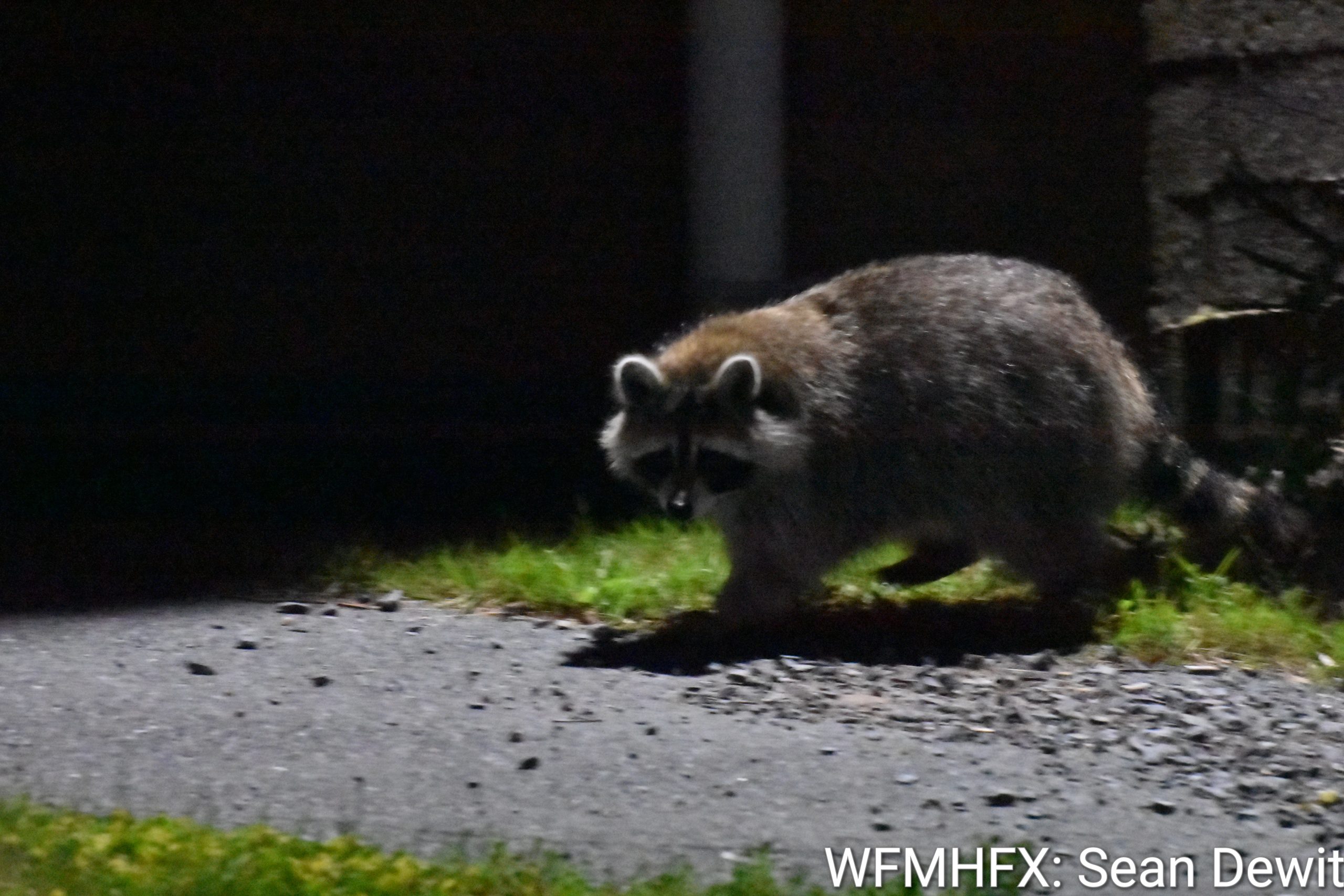 Hope for Wildlife has been receiving many calls about raccoons stuck in green bins and dumpsters recently
