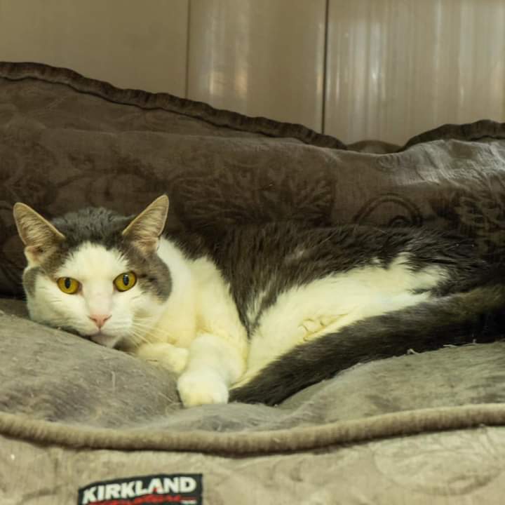 Bide Awhile - Featured Adoptable