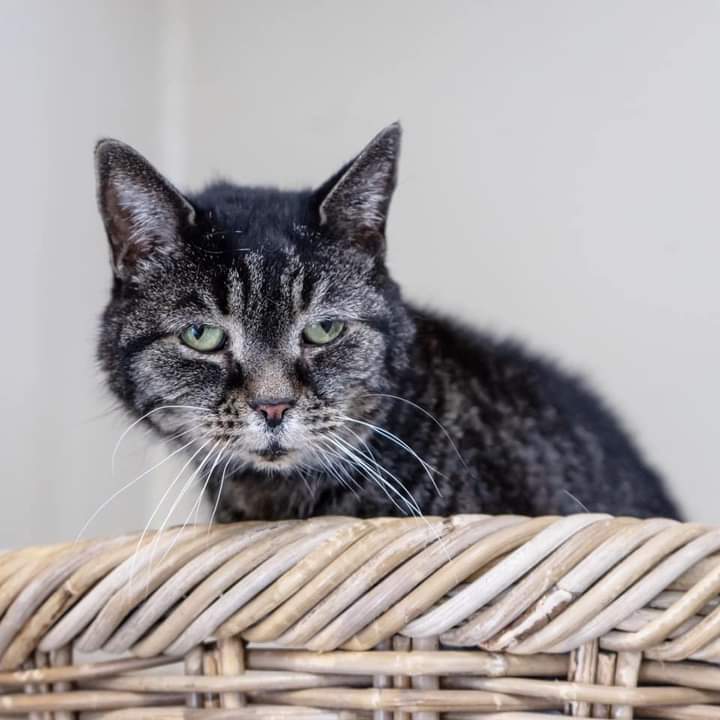 Bide Awhile - Introducing Shelbie! She is looking for a home in our Long-Term Foster/Palliative Care Program