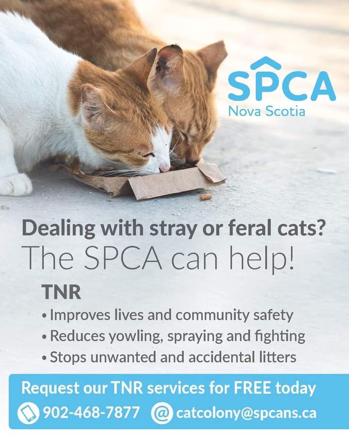 Halifax Regional Municipality in collaboration with Spay Day Nova Scotia and the Nova Scotia SPCA have been working to improve lives and stop unwanted litters over the last four years