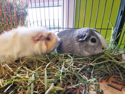 NS SPCA Adoptable Highlight - Callie and Silver