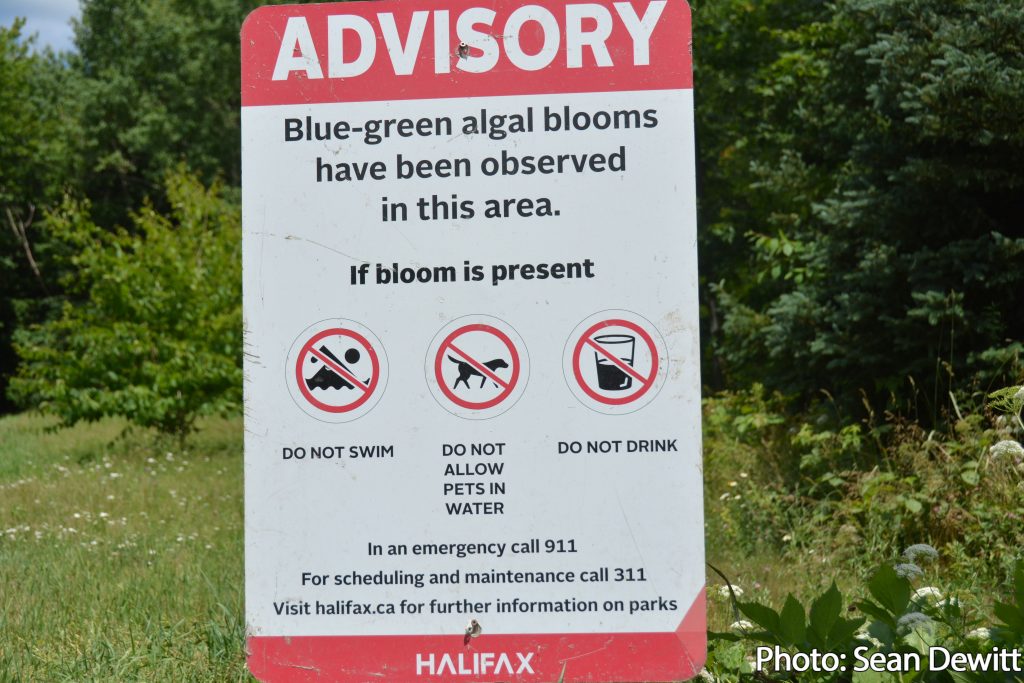 Risk advisory in effect for Chocolate Lake Beach due to possible blue-green algae bloom