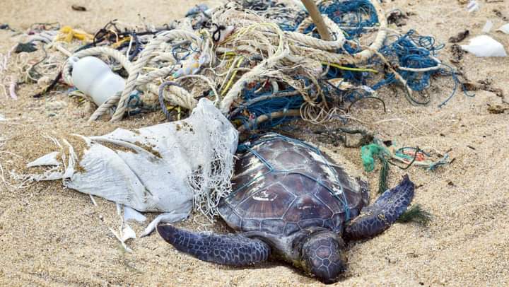 Discarded garbage is a big problem for baby turtles