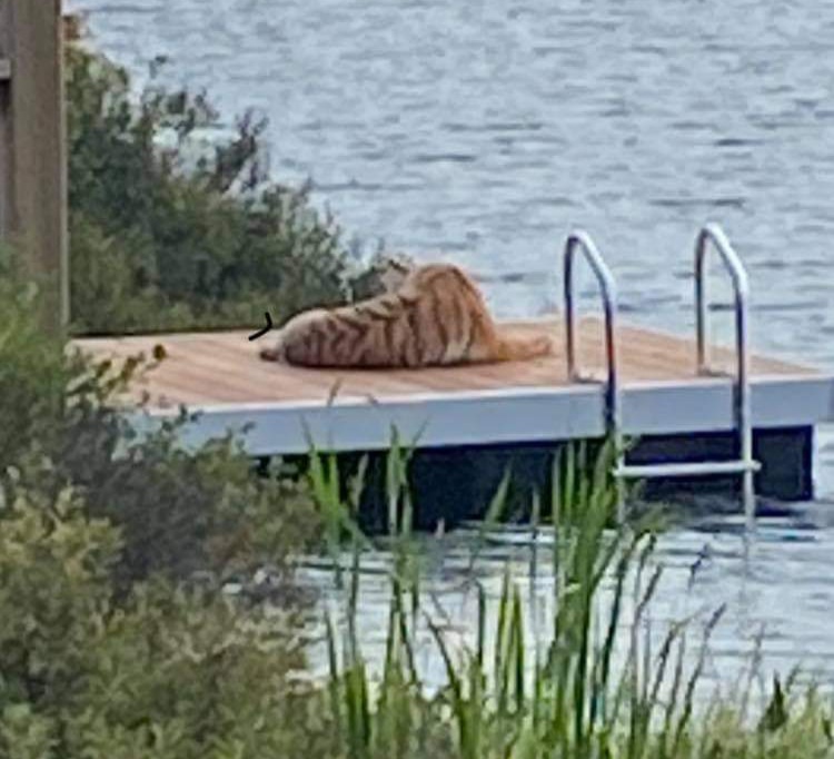 Eenie meanie miney moe ... Beaver Bank tiger causes traffic turmoil