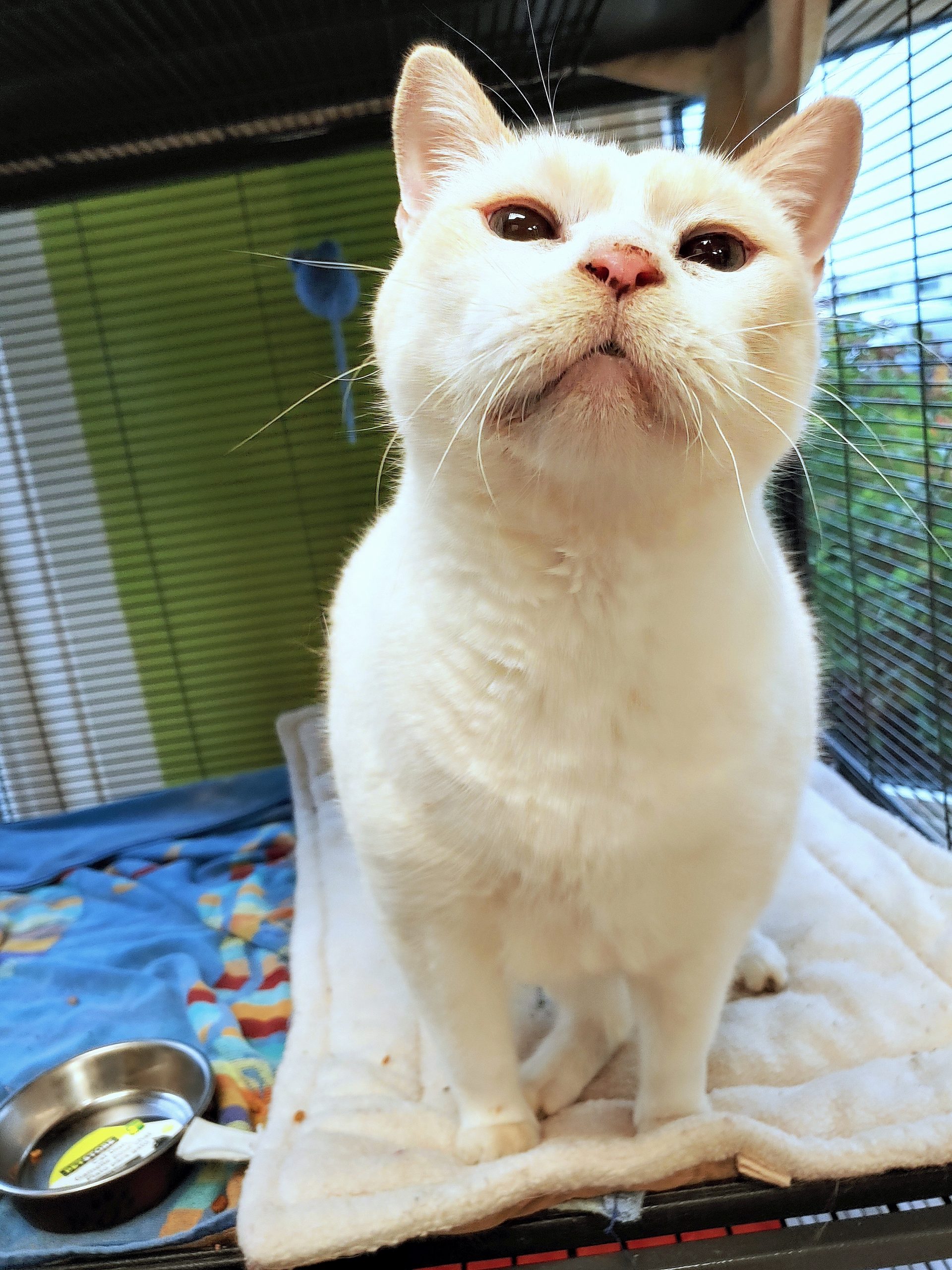 NS SPCA Adoptable Highlight - Oliver