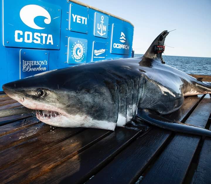 OCEARCH Expedition Nova Scotia 2021