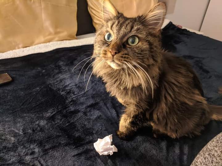 Please say hello to Mela! She is looking for a home in our Long-Term Foster/Palliative Care Program