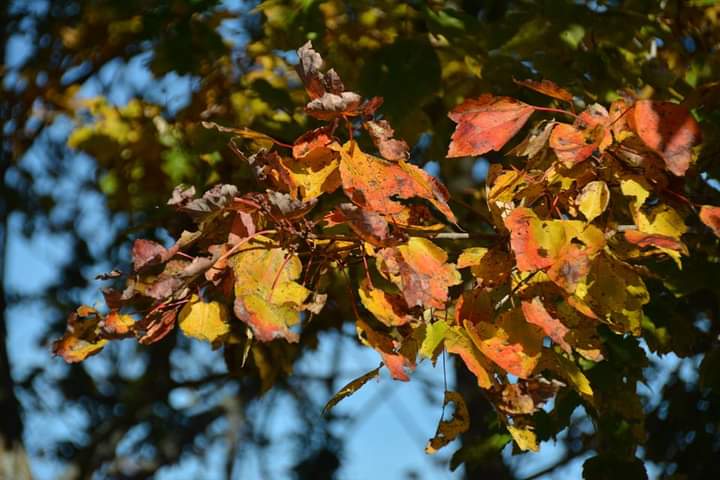 Municipal service level adjustments for 2021 Thanksgiving Day