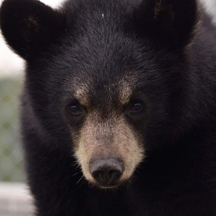 Be Bear Aware!