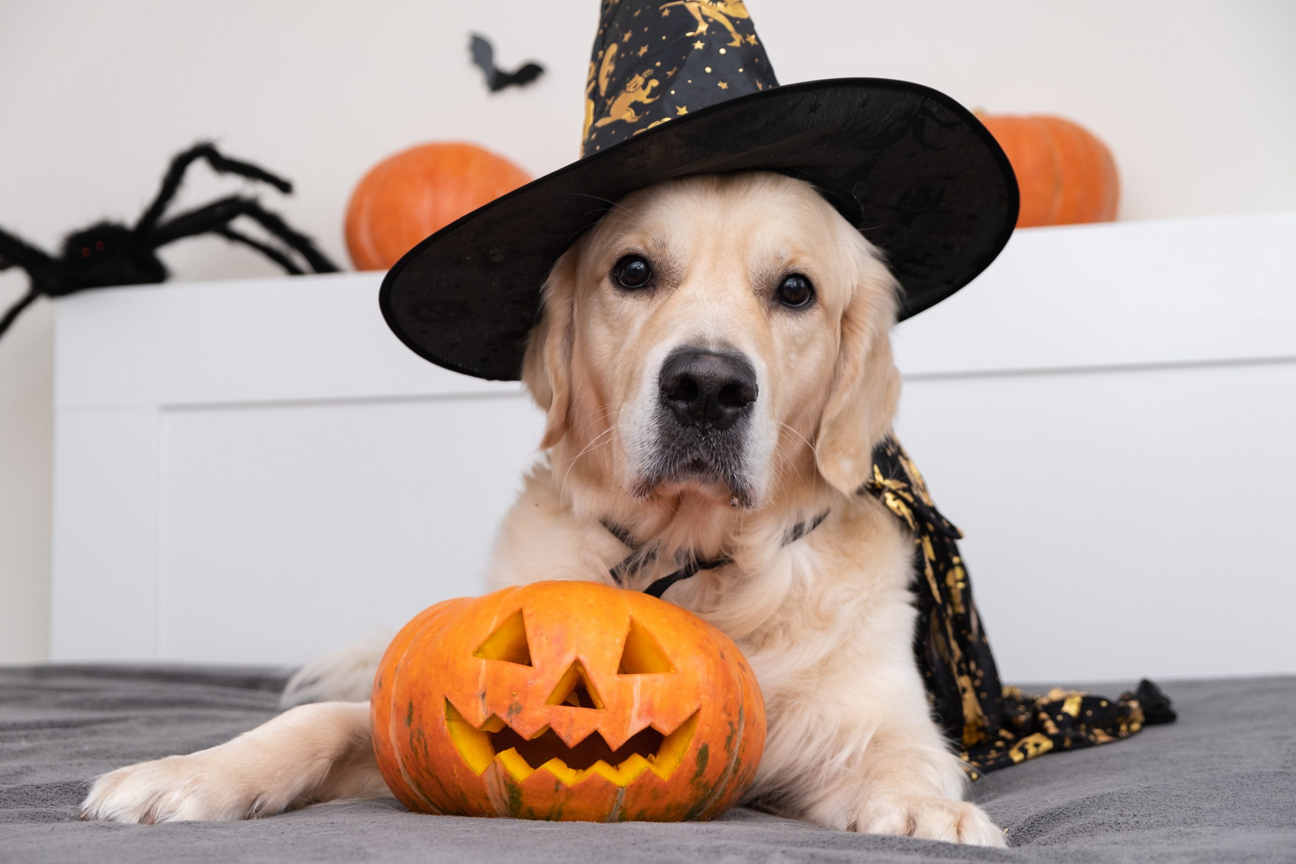 RCMP share tips for a safe Halloween night ​ ​ ​ ​ ​ ​ ​