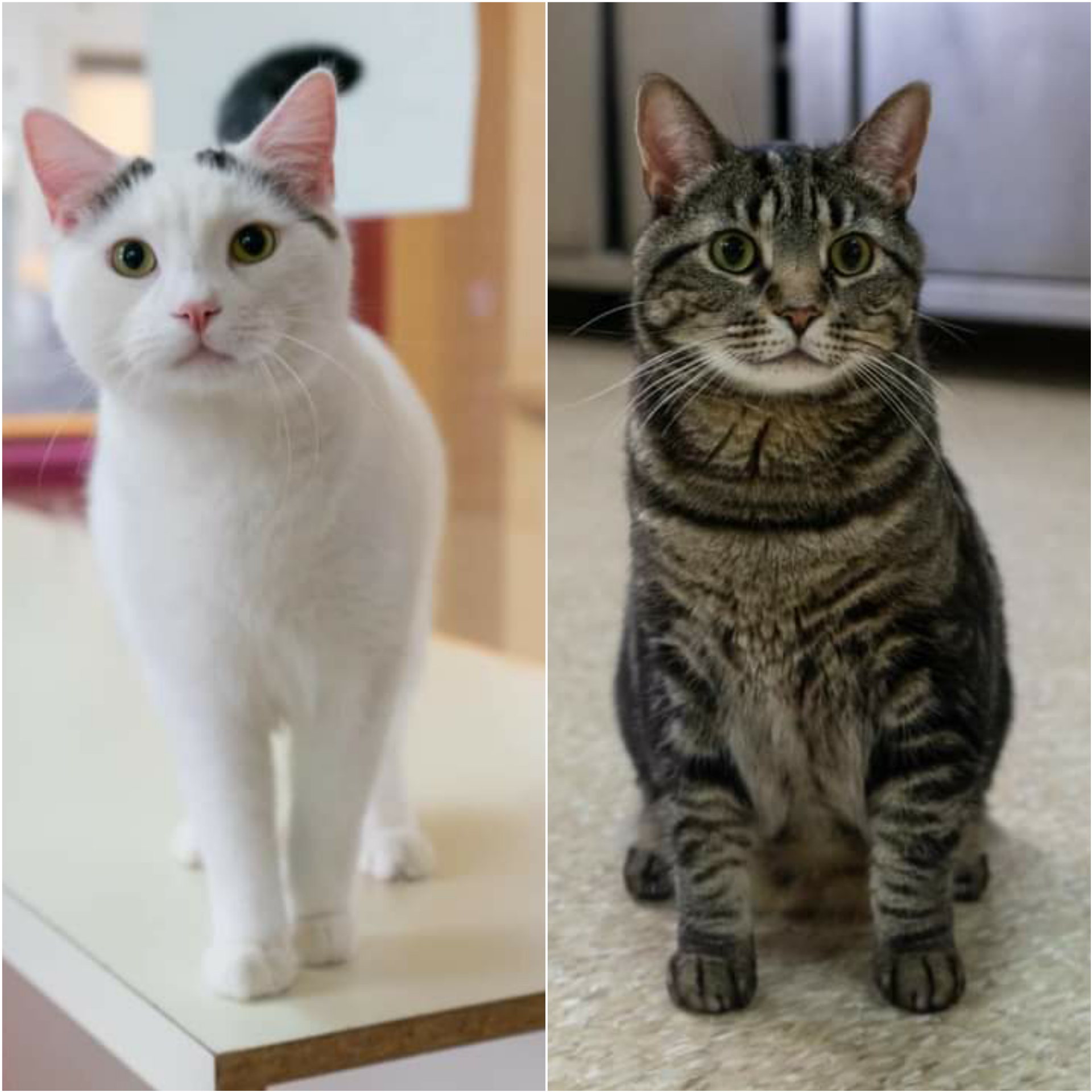 Bide Awhile - Please say hello to Billy and Derek. They are our latest adoptables