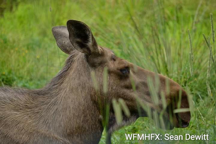 New Mainland Moose Recovery Plan