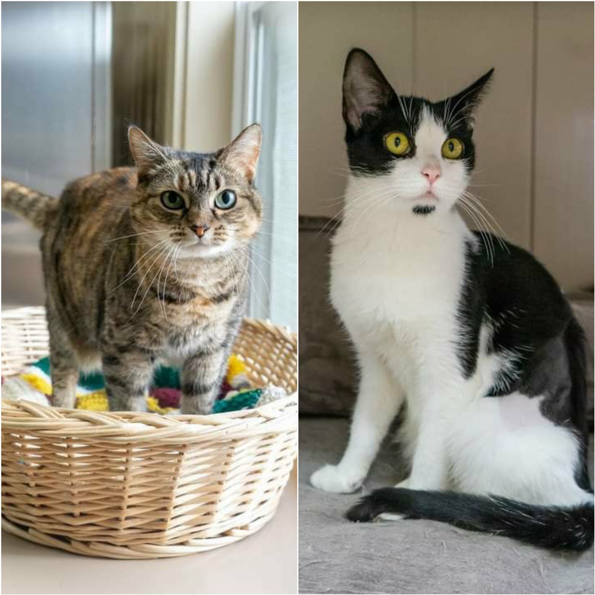 Introducing Jill and Lucy. They are the latest adoptable cats on our website.