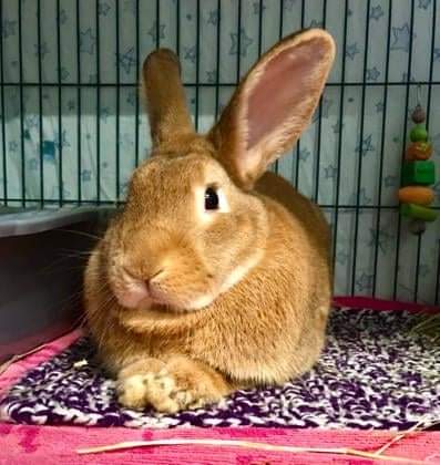 With the recent public health measures, the SPCA need to refine guidelines for any visitors to our shelter